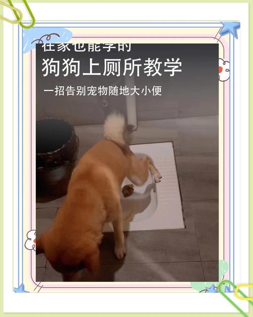 600一节课教狗如厕,