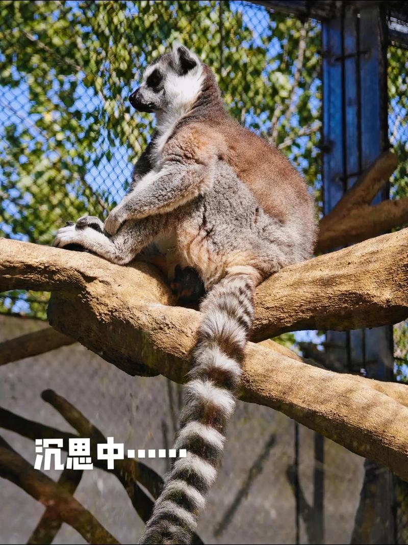 2025全年免费资料大全和车钥匙逗猴被猴抢走与猴子车钥匙