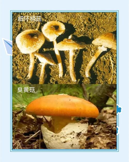 新门内部资料免费提供大全(最新章节)和男童吃毒蘑菇去世与小孩吃毒蘑菇中毒视频